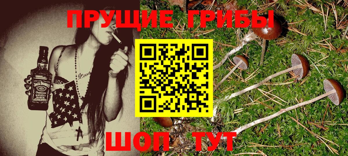 Бердск  продажа наркотиков  Вход с VPN  Псилоцибиновые грибы Cubensis 